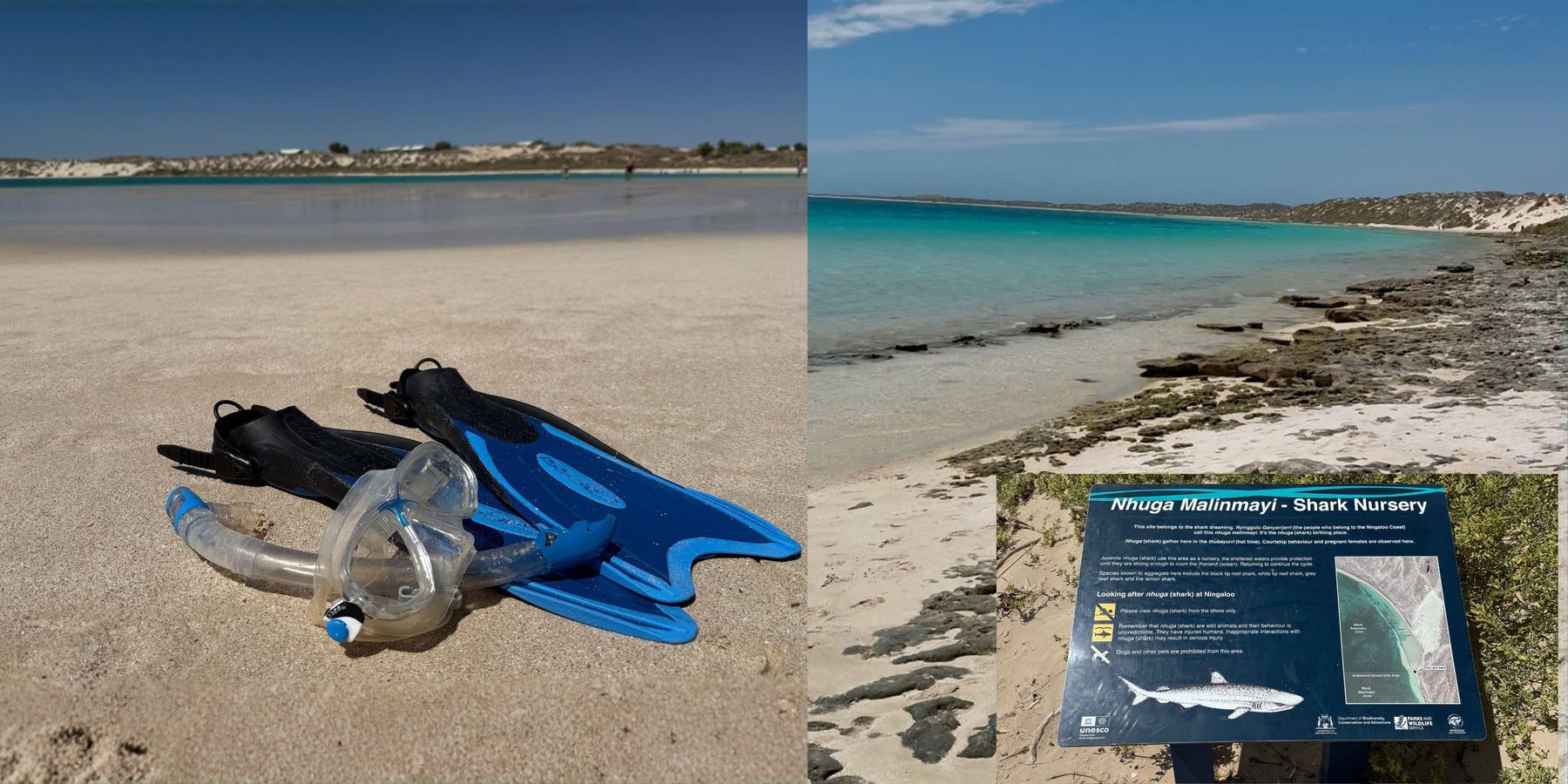 Coral Bay vs Great Barrier Reef: The Showdown Nobody Asked For (But You’re Getting Anyway)