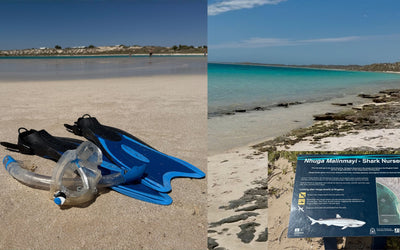 Coral Bay vs Great Barrier Reef: The Showdown Nobody Asked For (But You’re Getting Anyway)