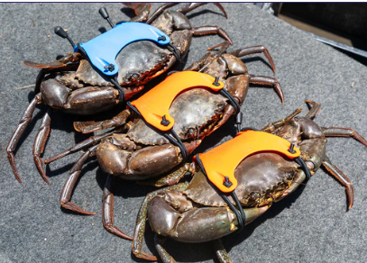 KRAB KING CUFF BLUE [SZ:7 PACK]