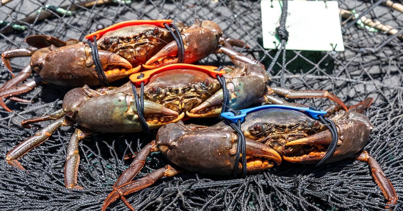 KRAB KING CUFF BLUE [SZ:7 PACK]