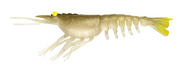 SWITCHER SHRIMP 5 [CLR:GBULUV - GOLD BULLET UV]