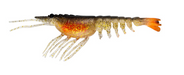 SWITCHER SHRIMP 5 [CLR:BLAG - BLACK AND GOLD]